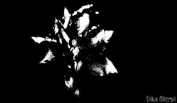 5532935032_5dc6a12281_z